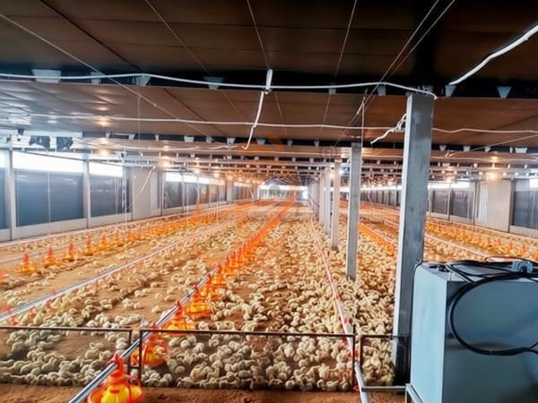 Free Range Poultry Farming Challenges | 6 Common Problems And Solutions
