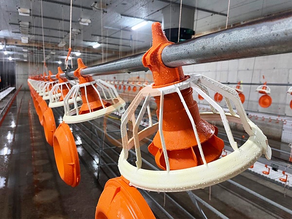 Automatic Poultry Feeding System Buying Guide: Price, Cost Saving & User Hot Searches