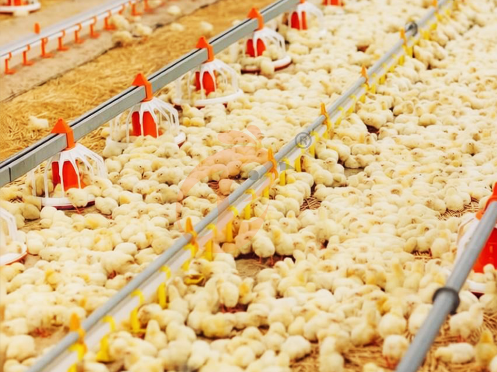How To Manage Deep Litter Poultry System | 6 Practical Tips