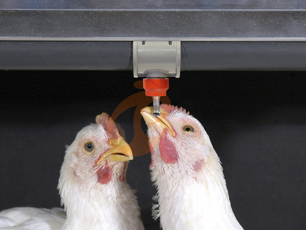 Nipple Drinker | 5 Essential Tips To Improve Poultry Drinking Efficiency