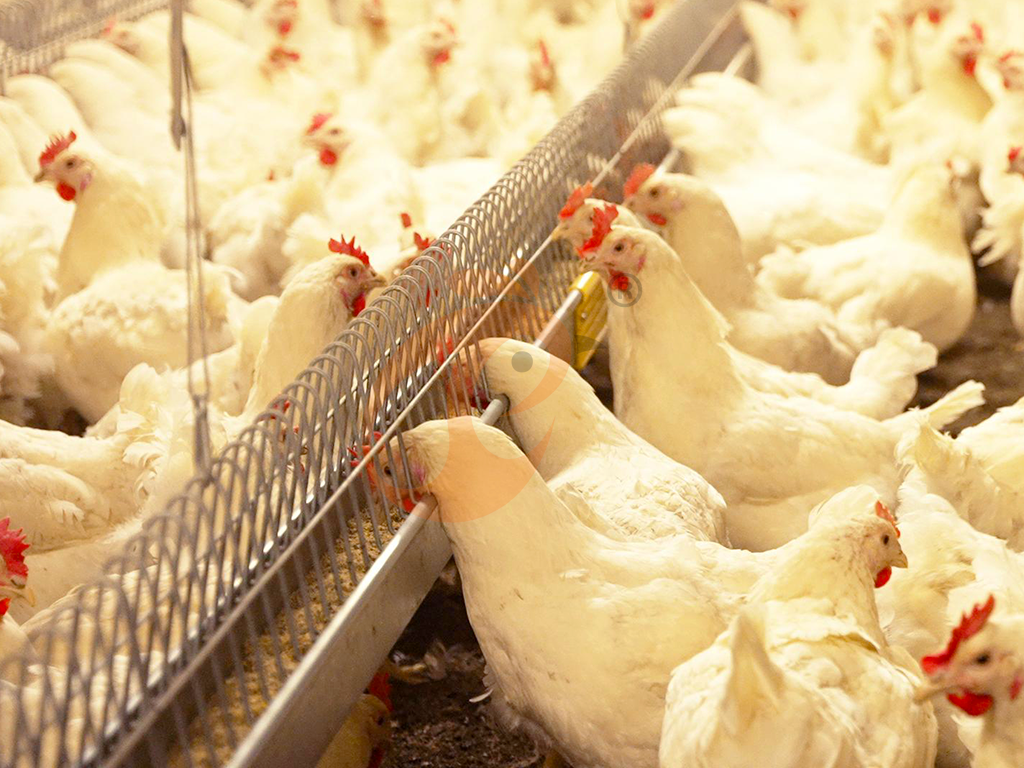 Free Range Poultry System Biosecurity | 5 Essential Protection Measures