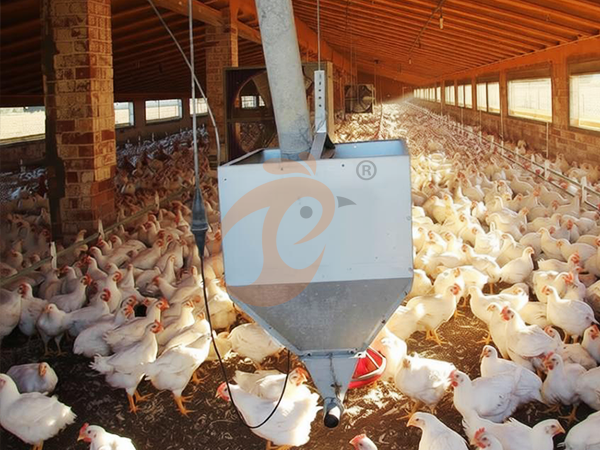 Free Range Poultry House Design | 5 Practical Layout Guidelines