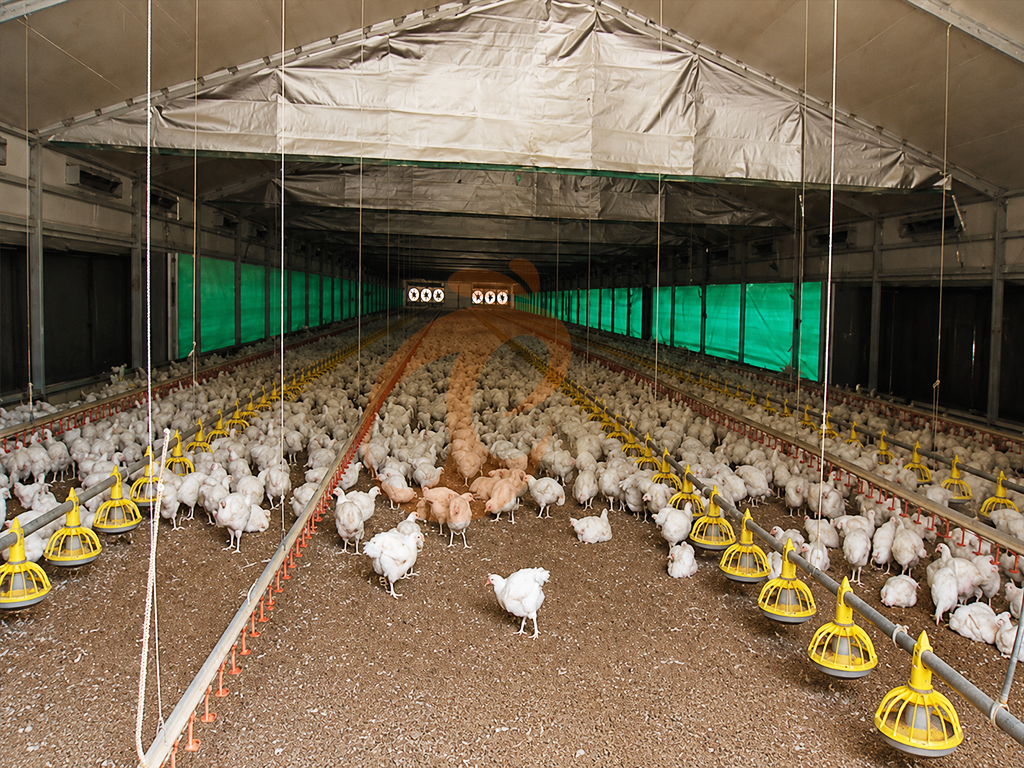 Free Range Poultry House Design | 5 Practical Layout Guidelines