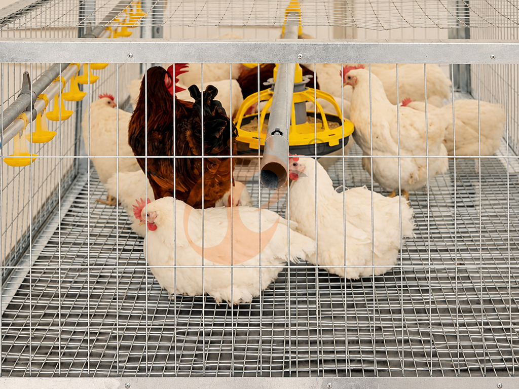 How To Choose Broiler Chicken Cages | 6 Practical Steps & Cost Guide
