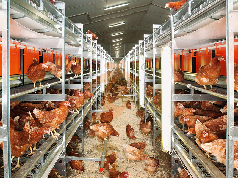 Poultry Farm Equipment Price Comparison | 5 Proven Tips To Save Cost