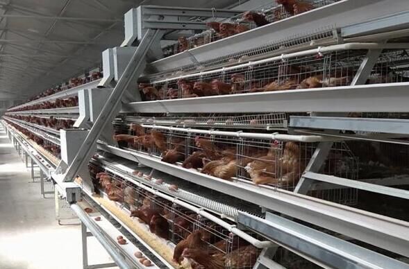 What are the features of A-type layer chicken cages the design typically features a slanted or angled framework that helps to increase the flow of eggs into collection trays