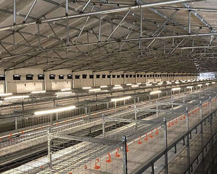 8 benefits of broiler chicken in poultry farm