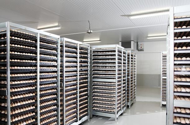 Egg Incubator