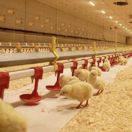 Broiler Deep Litter System