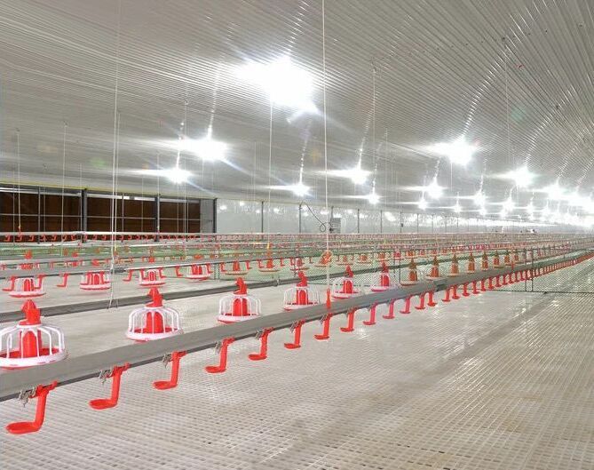Broiler Deep Litter System