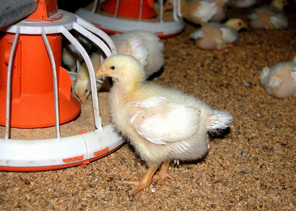 Broiler Deep Litter System
