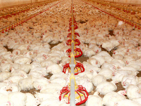 15.jpg Broiler Deep Litter System