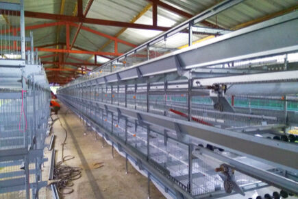 South Pacific Pullet & Layer Projects
