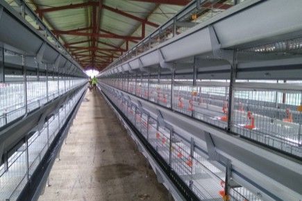 South Pacific Pullet & Layer Projects