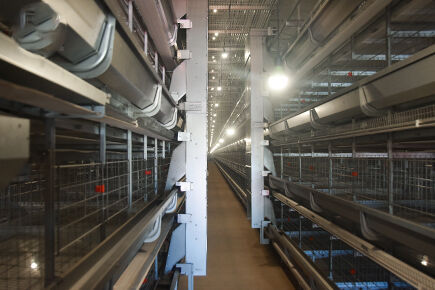 Layer Project With Automatic Systems In Anyang, Henan Province