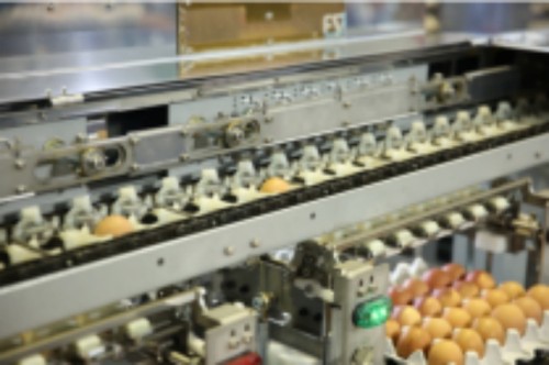 Egg Grading Project In Saudi Arabia