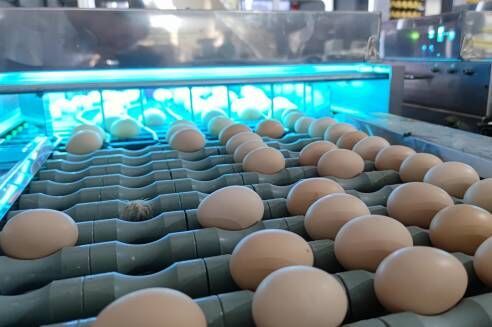 Egg Grading Project In Saudi Arabia