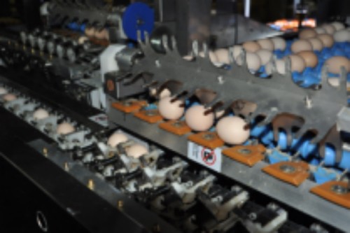 Egg Grading Project In Saudi Arabia