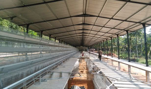 31,800 Brids Layer Project In Bangladesh
