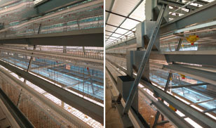 31,800 Brids Layer Project In Bangladesh