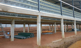31,800 Brids Layer Project In Bangladesh