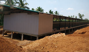 31,800 Brids Layer Project In Bangladesh