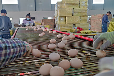 Chicken Manure Drying Equipment In Xingyi, Guizhou