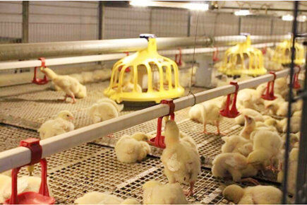 Broiler Project In Luohe City China