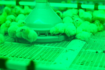 Broiler Project In Luohe City China