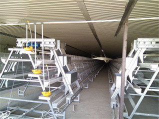 Breeder Cage Project In WesAfrica