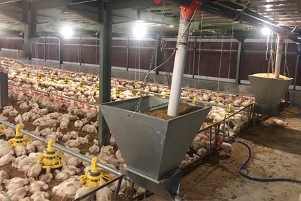 20221205_155721.png Turnkey Broiler Farm In Qatar