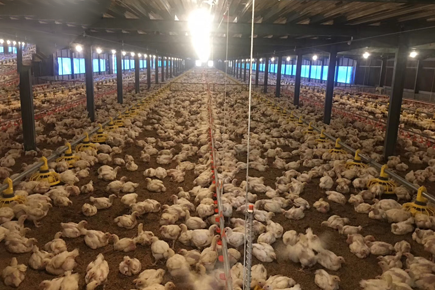 Turnkey Broiler Farm In Qatar