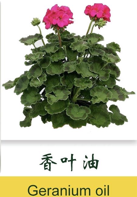Geranium oil