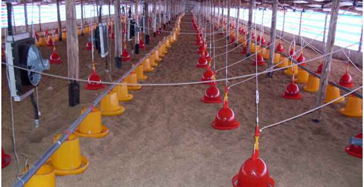 chicken feeder (7).jpg Chicken Feeder