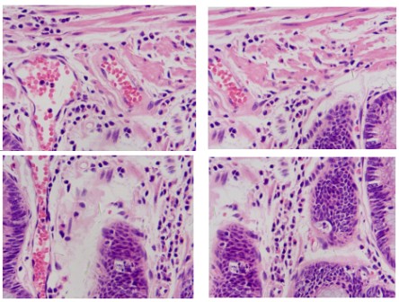SZM-W Stereo microscope Product Details Manual