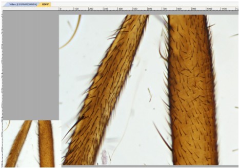 SZM-W Stereo microscope Product Details Manual