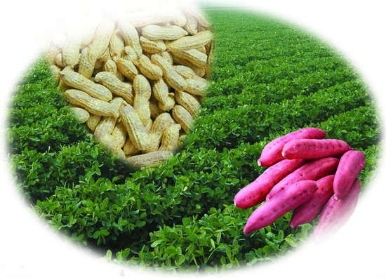 Some Information on Organic Farming