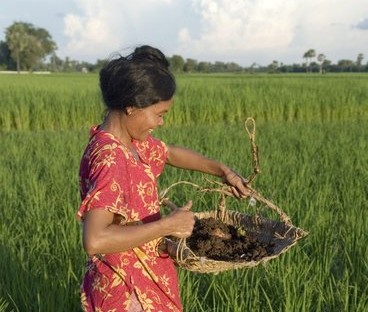 Some Information on Organic Farming