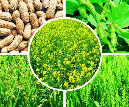 图片222.png How to Grow Our Plants Well?/Fertilizer Plants Need