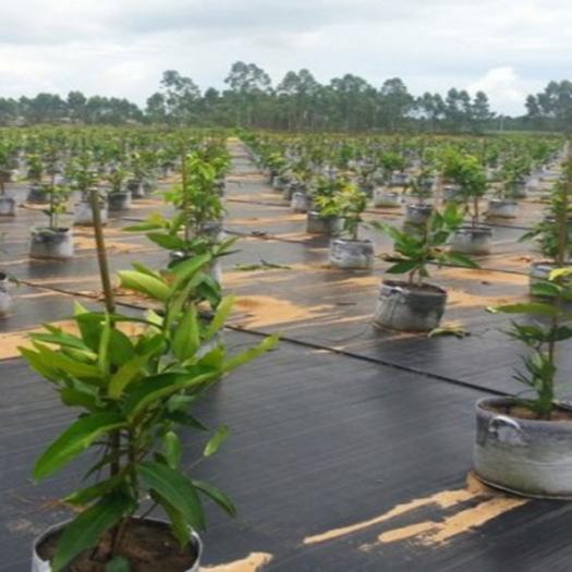 Tejido para control de malezas en jardines