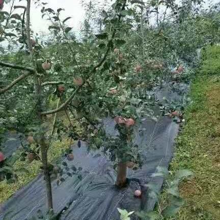 Tecido para controle de ervas daninhas em pomares