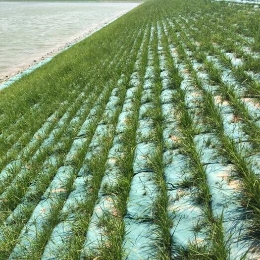 Sac écologique pour plantation d'herbe verte