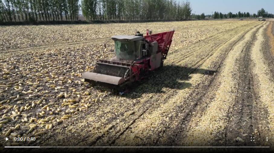 Gourd melon picking machine harvesting operation