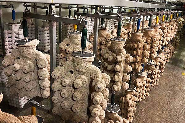 Shell Drying-