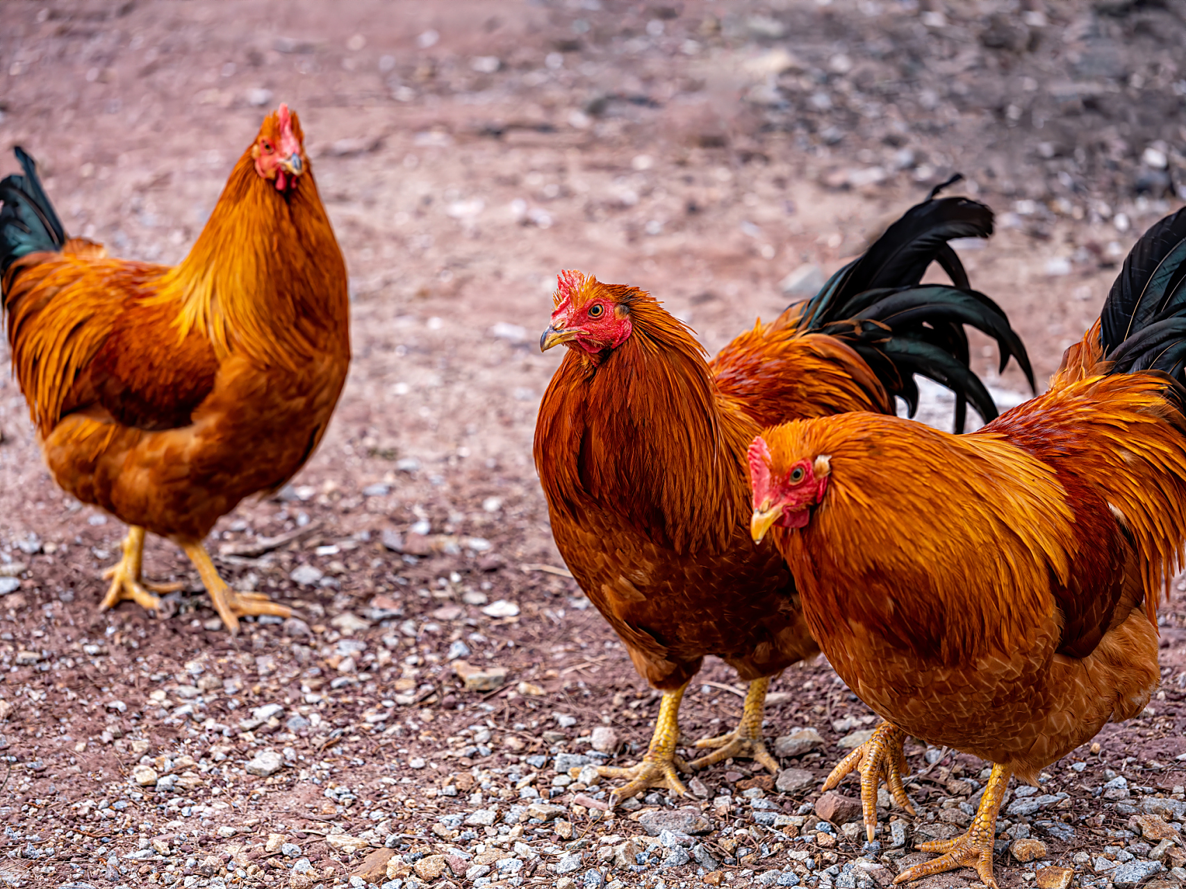 Infectious bronchitis disease in poultry