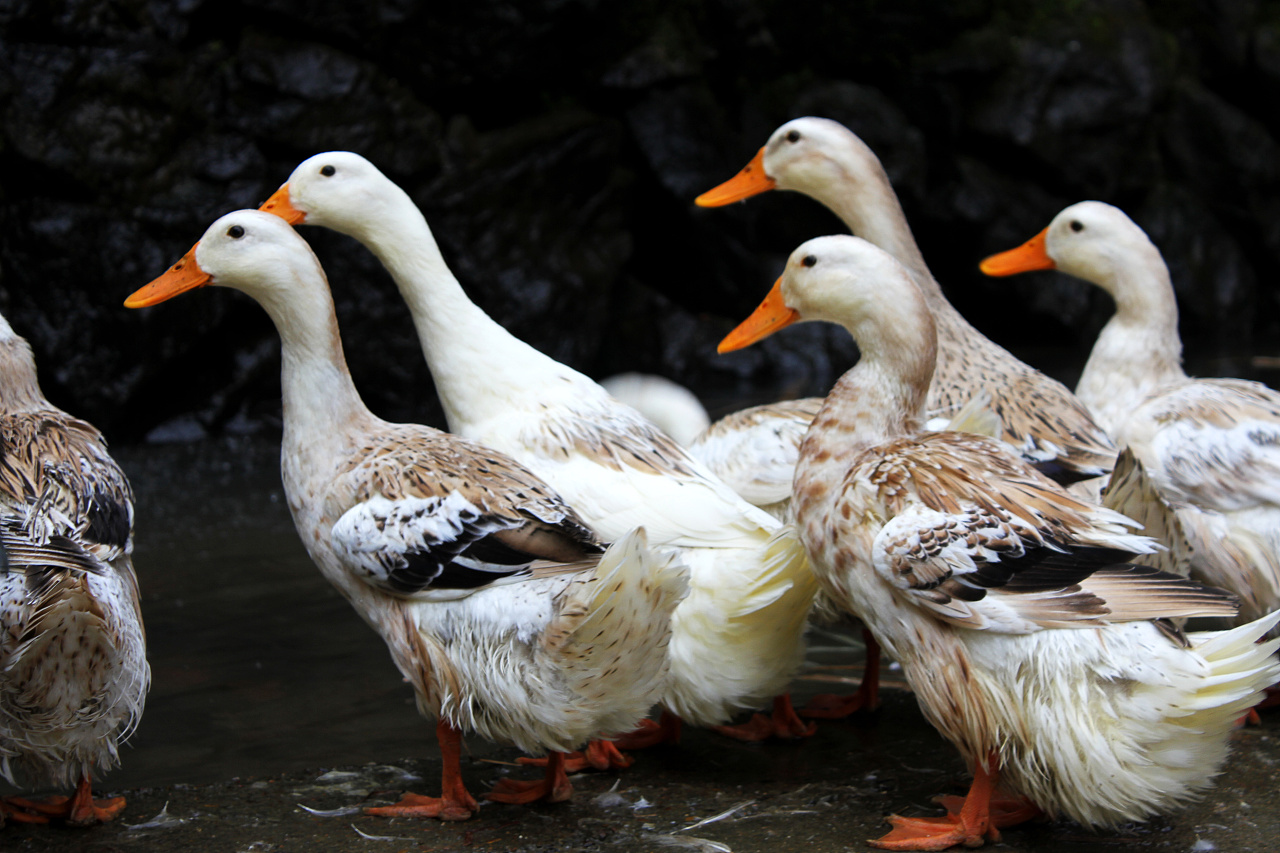 How Should We Respond to the High Incidence of Soft-Leg Disease in Poultry?