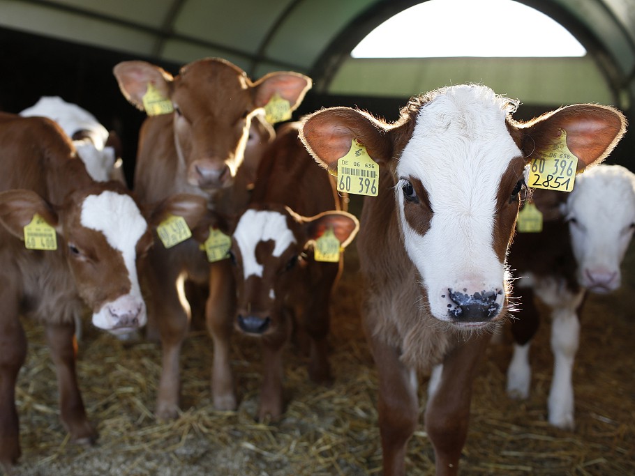 The prevention and control of foot-and-mouth disease in African cattle and sheep is a matter of extreme urgency.