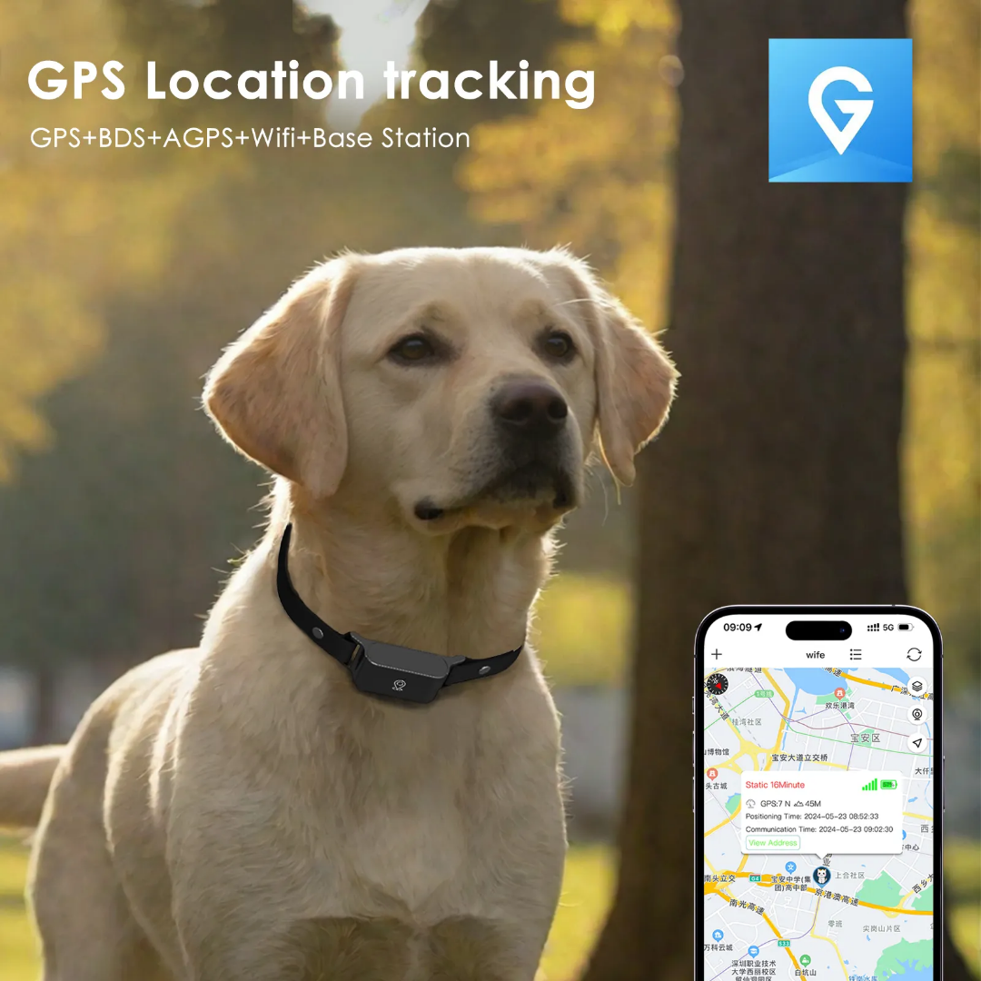 4G Pet GPS Collar with Health Monitoring | IP66 Waterproof & 7-Day Battery | OEM/ODM for Veterinary Clinics & Retailers GTB51