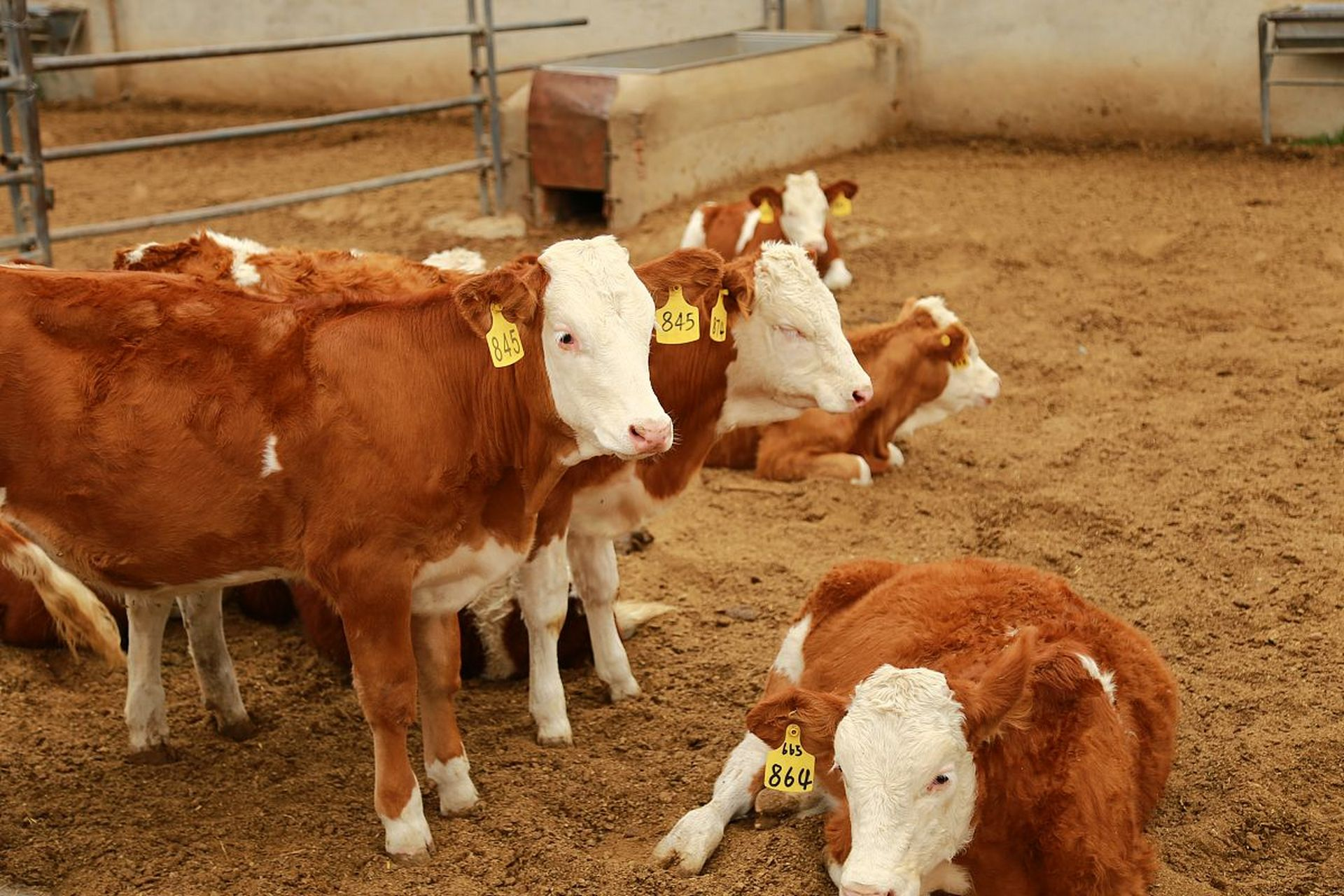 Poor Beef Cattle Growth and High Losses? Complete Housing-Feeding-Disease Management That Actually Works
