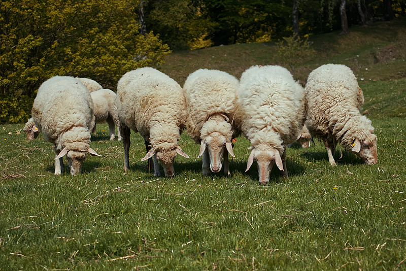 Seasonal Change and Sheep Colds: Runny Nose, Refusing Feed — Don't Ignore It Before Pneumonia Sets In